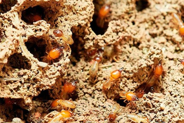 termitas asturias